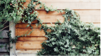 Close up of wood siding with vines growing on it. 