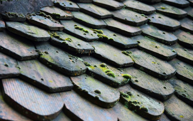 Signs of Roof Mold - Davidoff Roofing