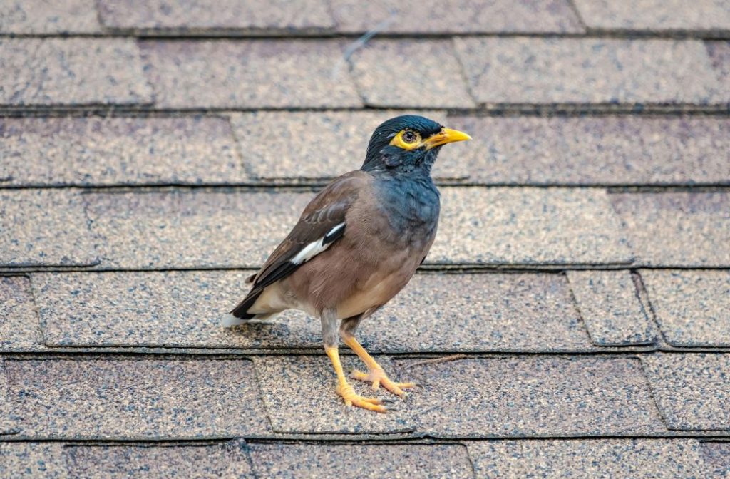 What Types of Animals Commonly Damage Roofs? - Davidoff Roofing